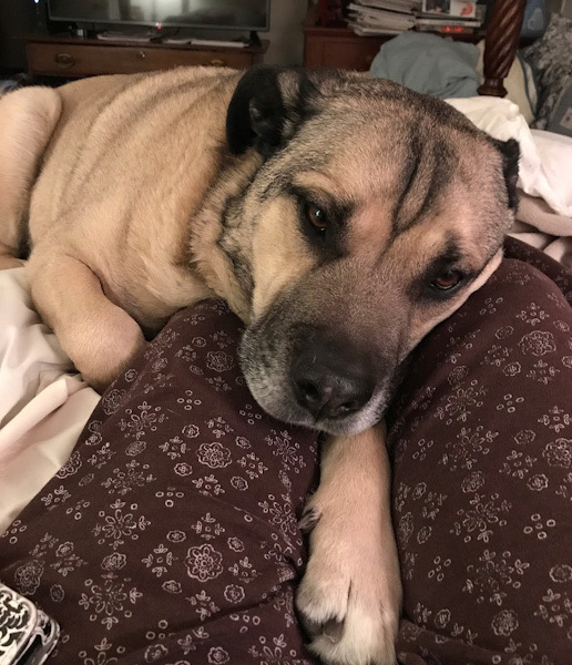 Yogi