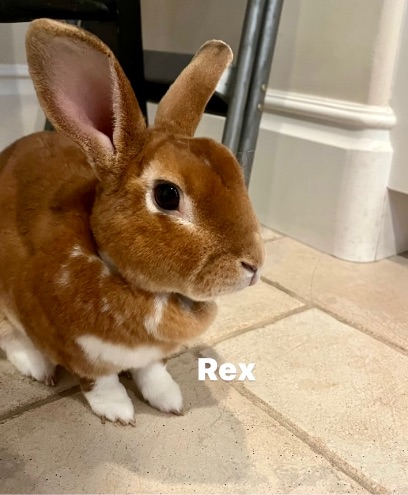 Rex